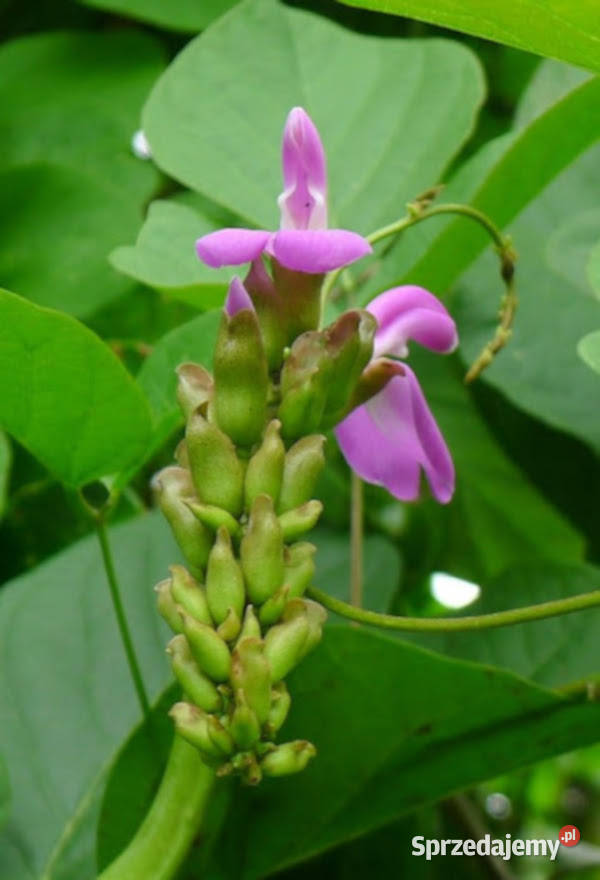 KANAWALIA SZABLASTA Canavalia gladiata NASIONA