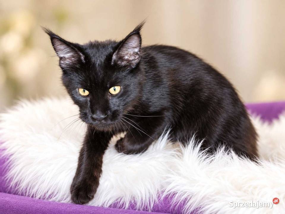 Sultan kocurek Maine Coon Black Solid Poznań