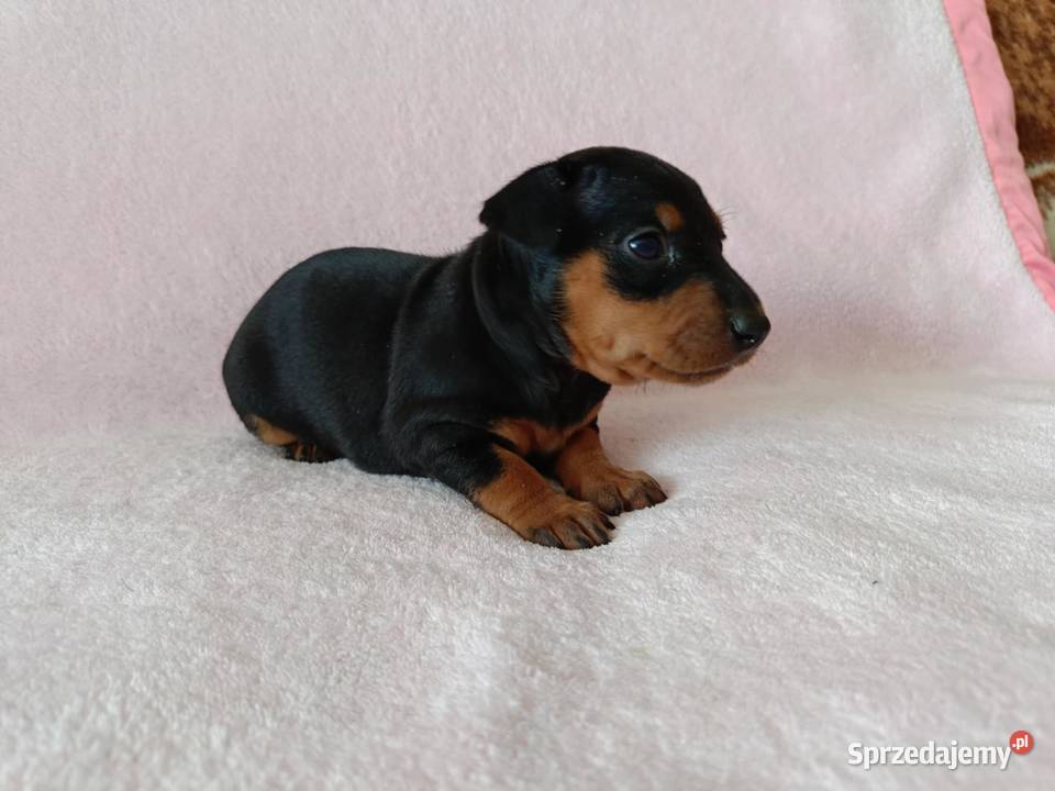 Pinczer miniaturowy szczeniaki Cewków