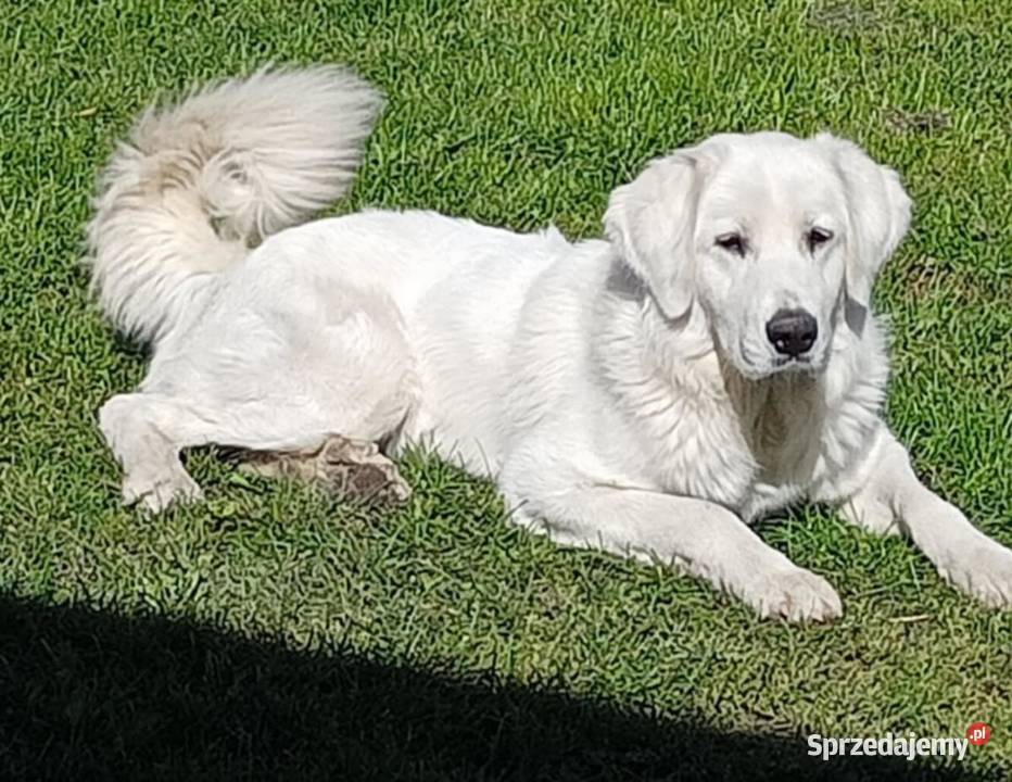 Owczarek podhalański Grabówiec