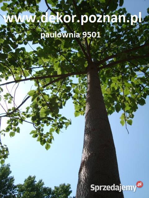 Paulownia drzewo tlenowe Poznań