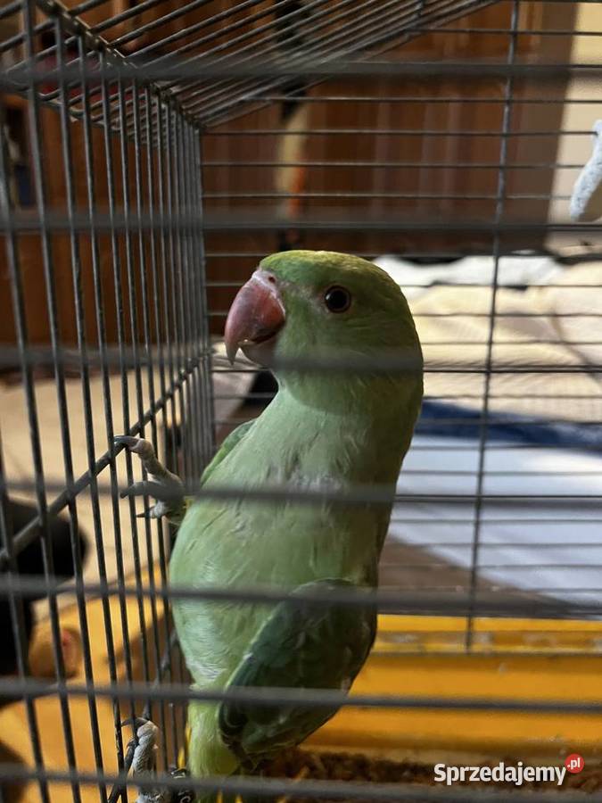 Aleksandrety para z dwóch gniazd 25 Kraków