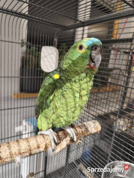 Amazonka niebieskoczelna samczyk rk małopolskie Olkusz