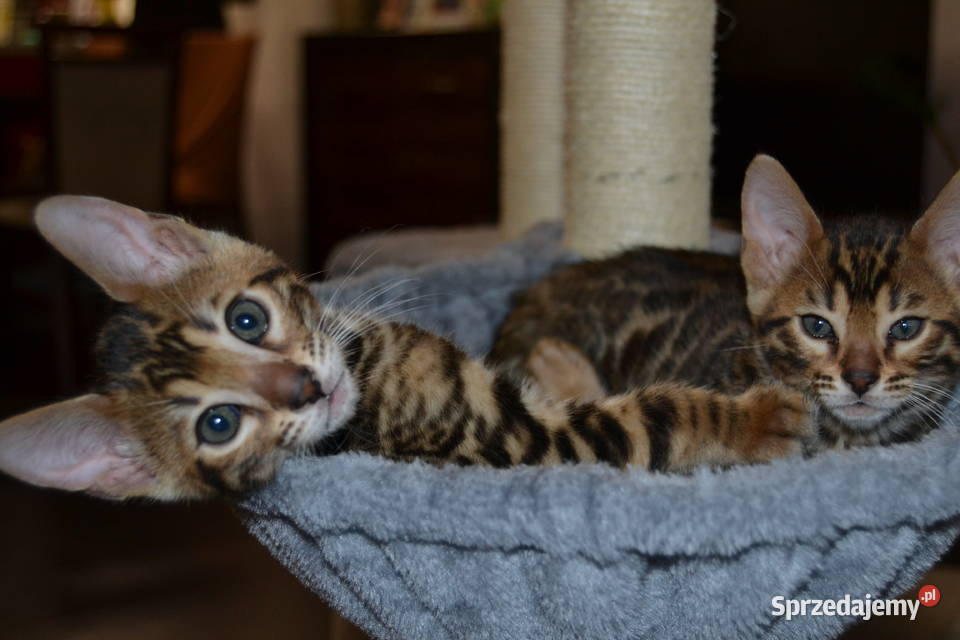 Ekskluzywny kotek bengalski z rodowodem (FPL / FIFe)