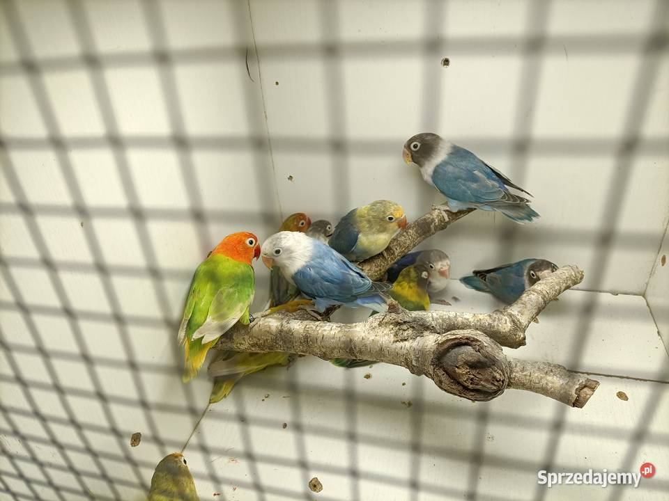 Nierozłączki czerwonoczelne Ptaki Niecieplin