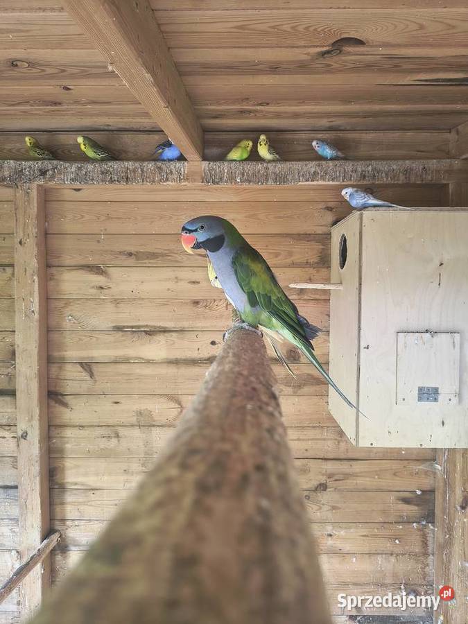 Papugi aleksandretty chińskie Jaworowa