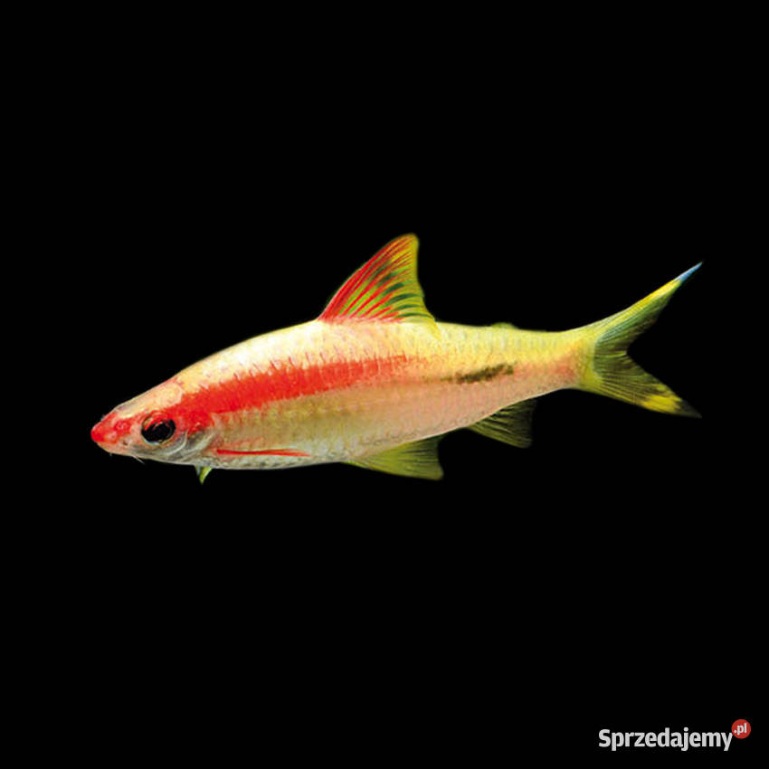 Brzanka Denisona odmiana GOLD Sahyadria Ryby Gdańsk