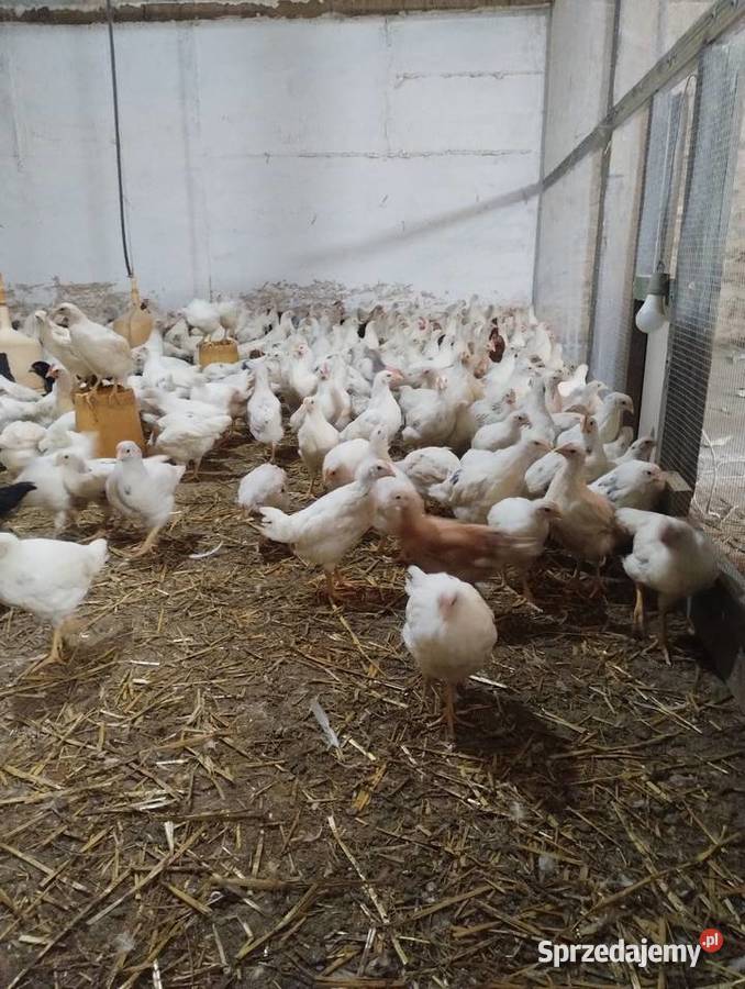Kury nioski sandy 9 tygodni Gaworzyce sprzedam