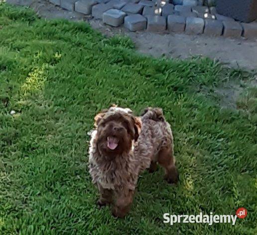 Hawanczyk hawaneze slodkie maluszki Rybnik