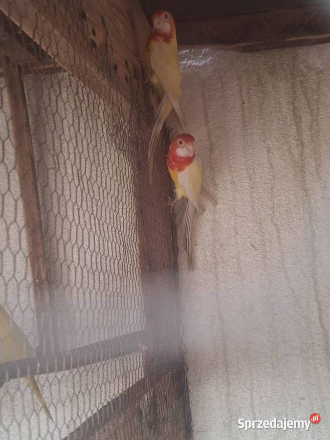 Rozelle białolice Szubin