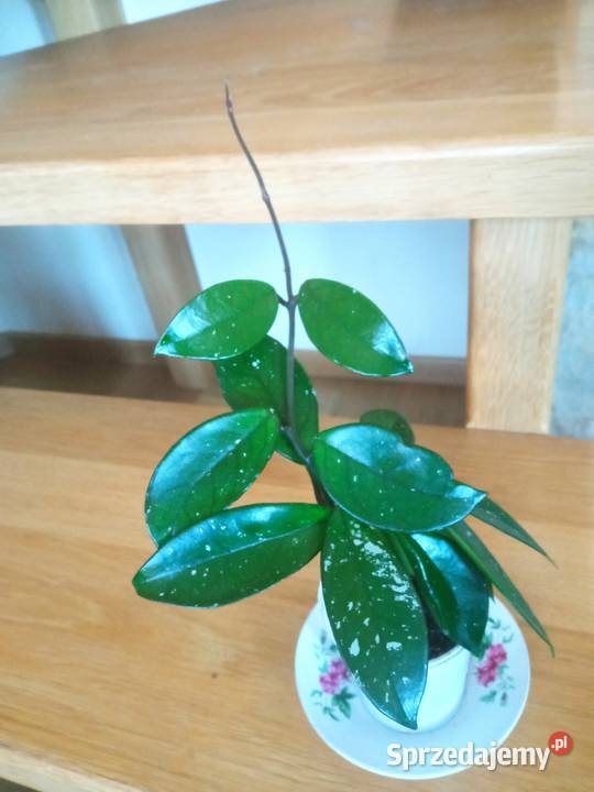 A może skrzydłokwiat Białystok