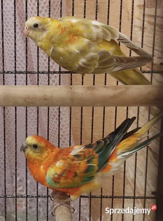 papugi świergotki papuga świergotka na sprzedaż Zwierzęta wielkopolskie