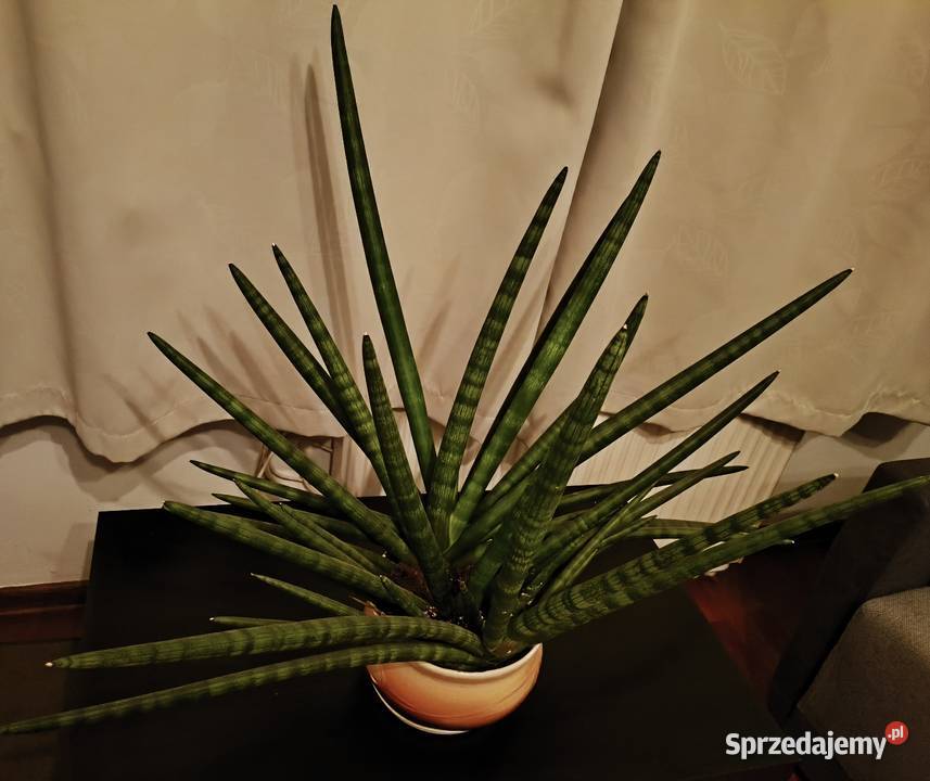 Sansevieria z donicą duża zielony