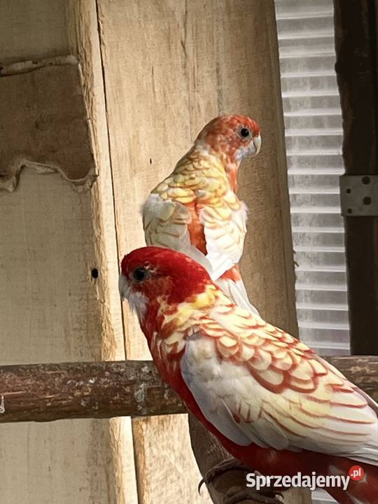 Rozela Królewska Pastel Sztum