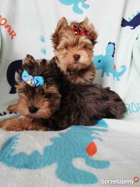 Choco merle blue merle yorkshire terrier pieski Kraków