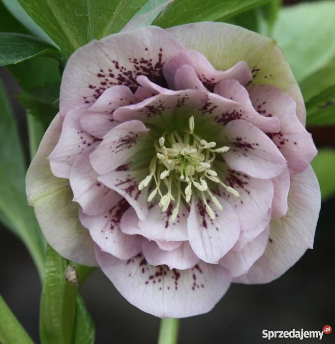 Sprzedam piękne sadzonki ciemiernika 5 gat do wielkopolskie Swarzędz