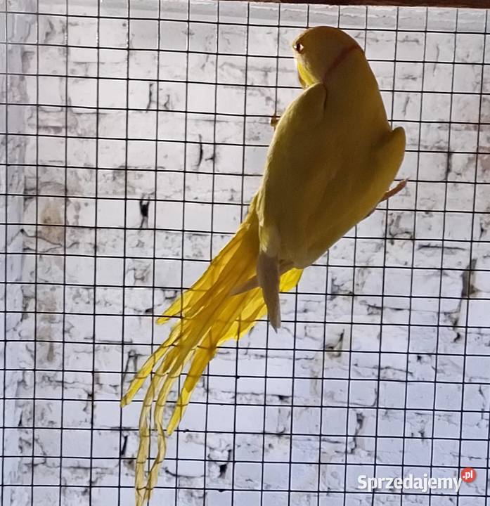 Papugi aleksandrety obrożnej Wodzisław Śląski