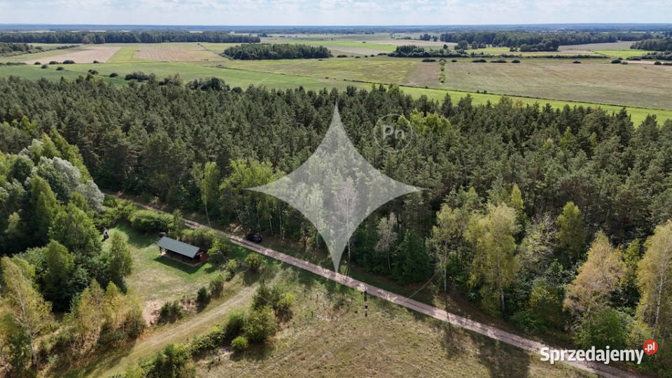 50letni Las Brzoza Sosna Gmina Rajgród leśna