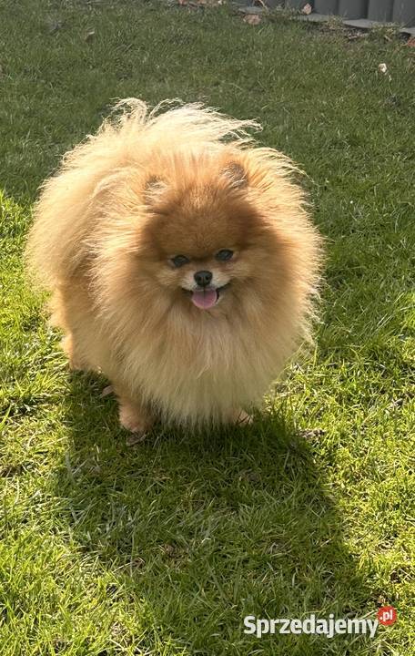 Szpic miniaturowy Pomeranian dziewczynka mini Konarzewo