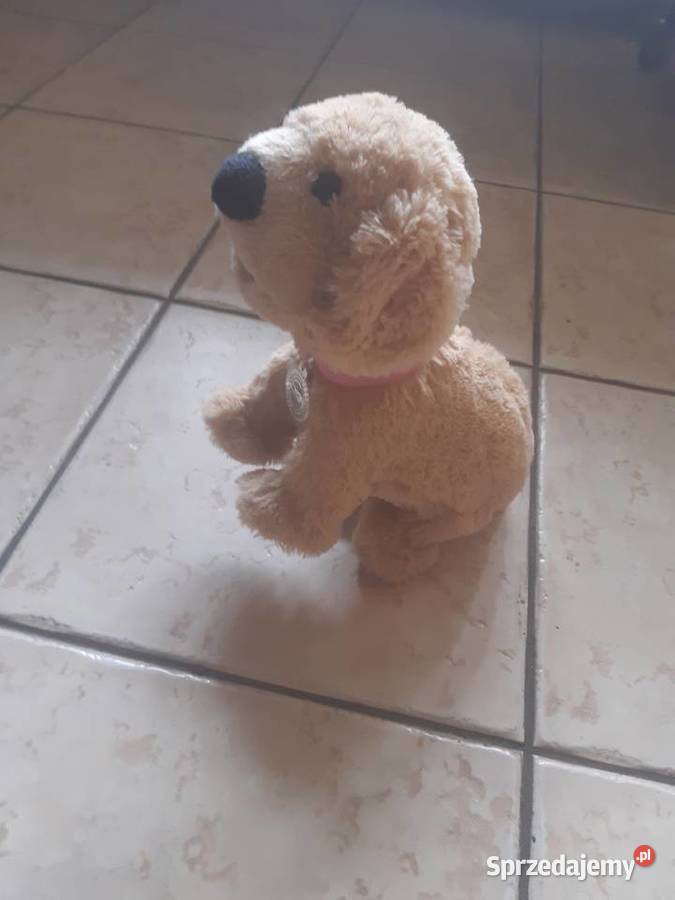 Pies interaktywny na baterię Edukacyjne Łódź