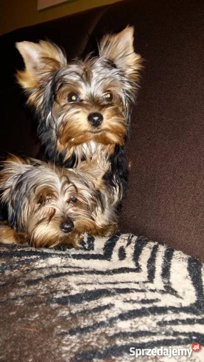 york yorki yoreczki z Rodowodem UCIZHPR sprzedam