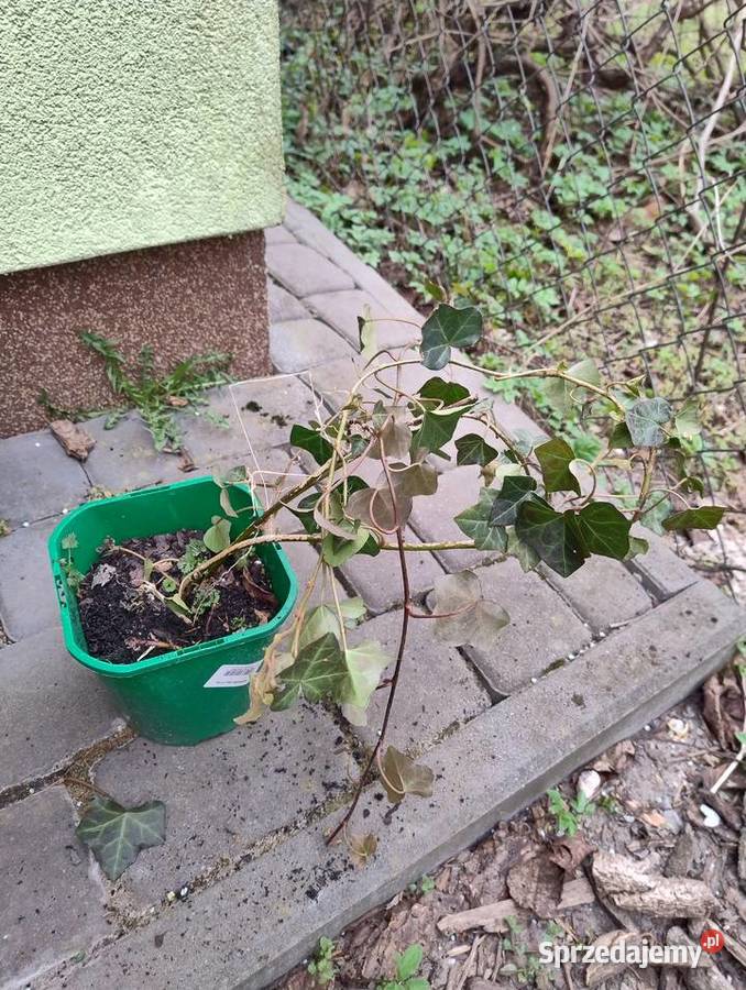 Rośliny do ogrodu z własnych nadwyżek Nisko