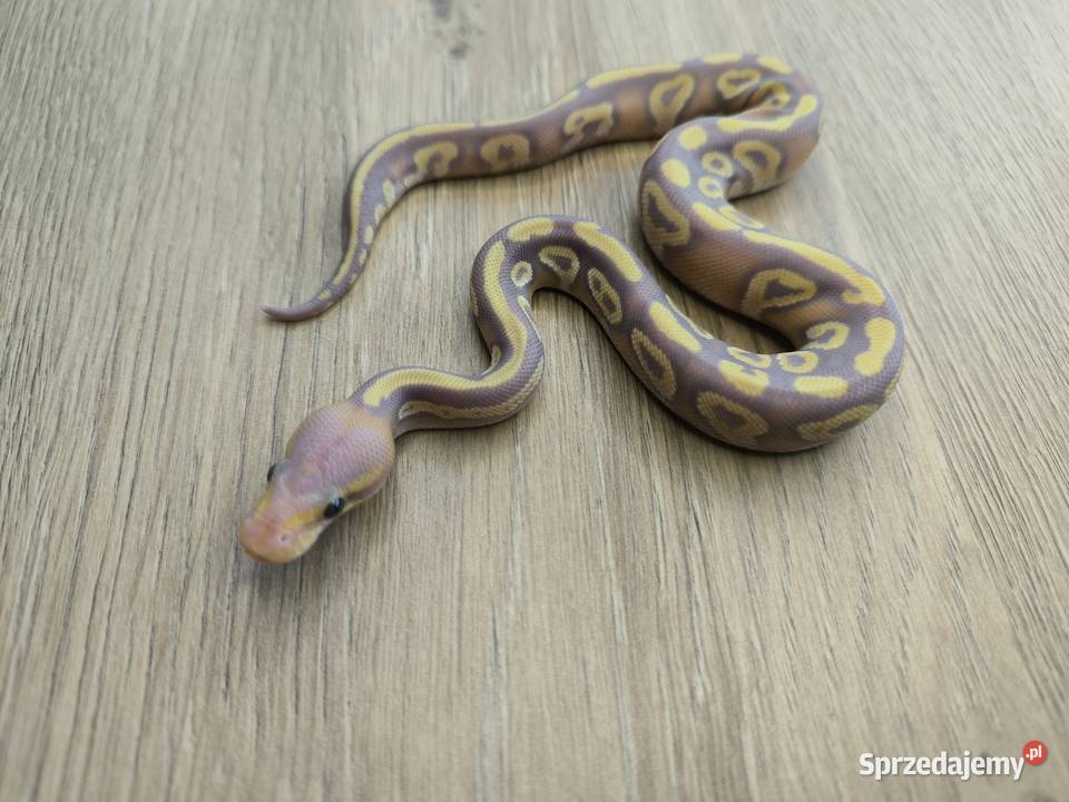 Pyton królewski Banana Mojave poss Fire het Makowiec sprzedam