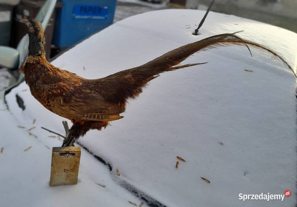 bazant lowny vintage prl wypchany Sosnowiec