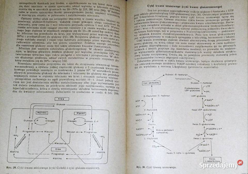 Patofizjologia i klinika cukrzycy Artur Czyżyk lubelskie