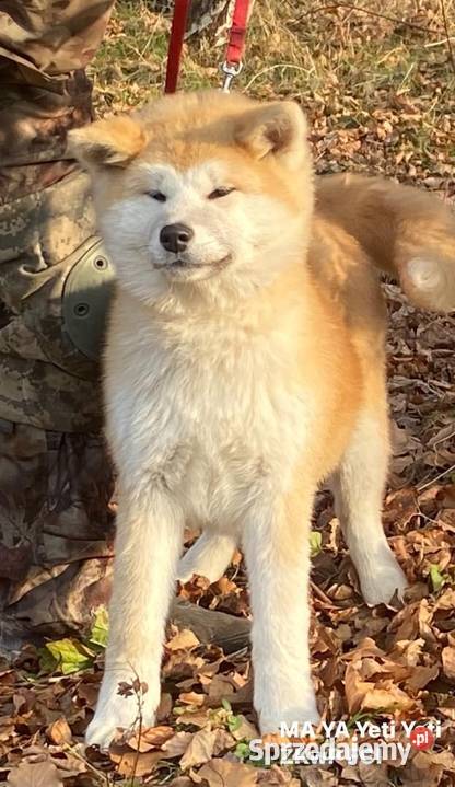 Szczeniak Akita japońska z rodowodem ZKwP FCI sprzedam