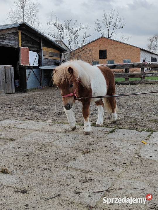 Kuc szetlandzki łódzkie Rokiciny