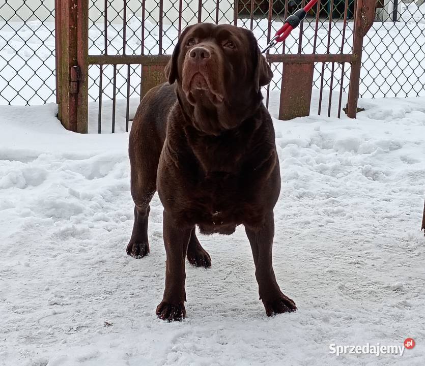 Labrador Retriever suczka Labrador Stara Rokitnia