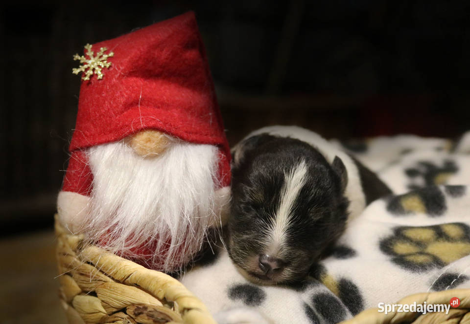 Szczenięta sheltie linia amerykańska owczarek Gorzów Wielkopolski