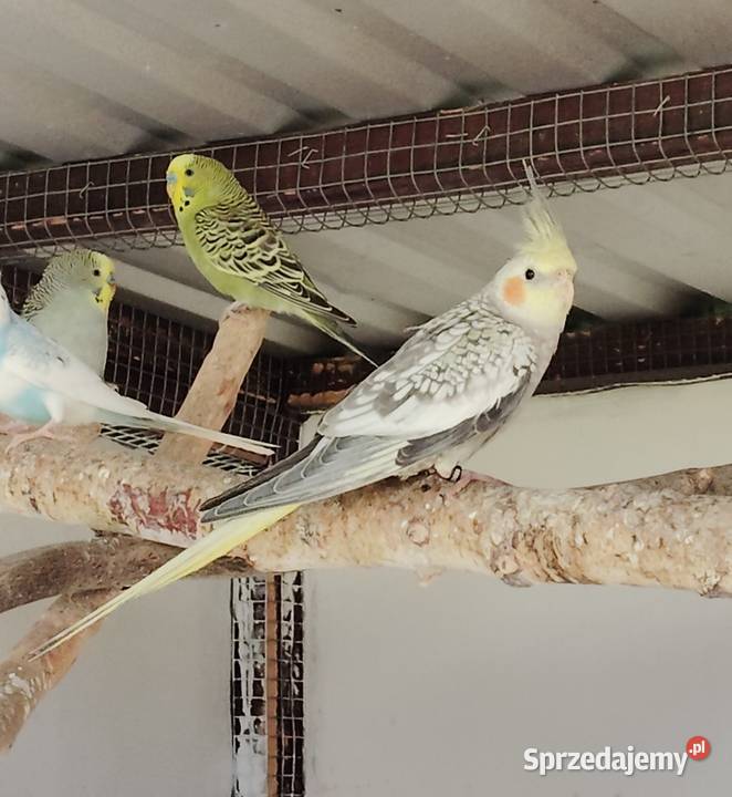 Nimfy perłowe Wieliczka