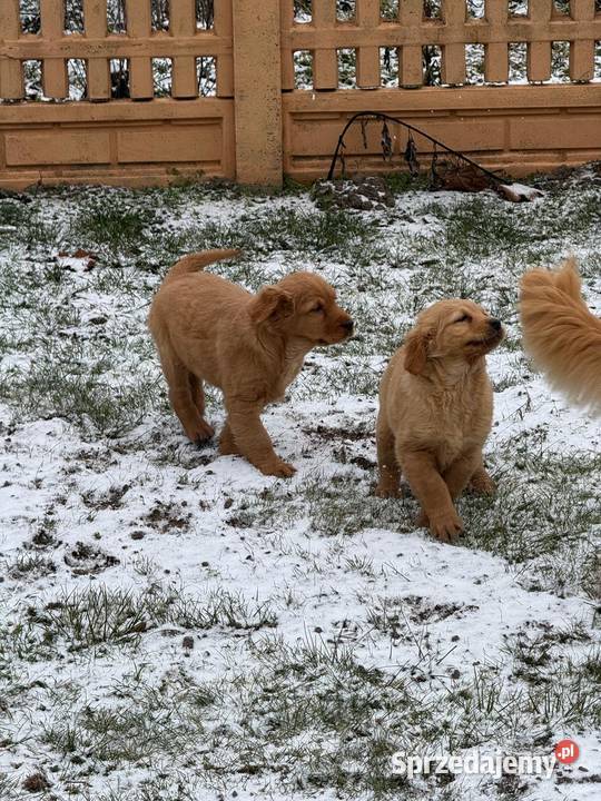 Suczki Golden retriever Kielce
