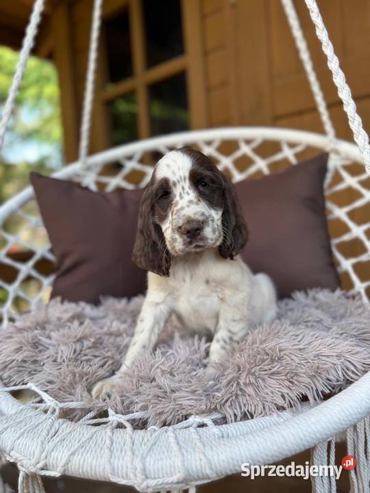 Śliczny piesek Cocker Spaniel Angielski liver Warszawa