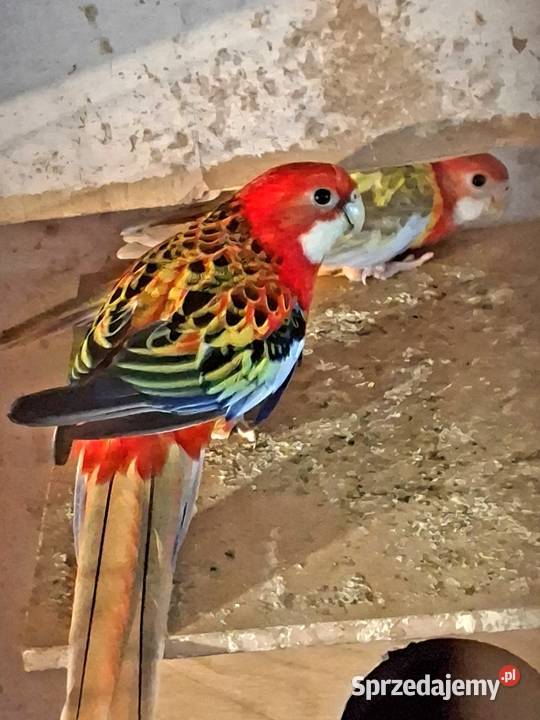 Piękne papuzki do hodowli Ptaki Rybnik sprzedam