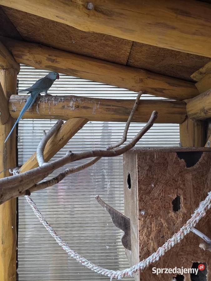 Aleksandretta obrożna Niebieska Samica