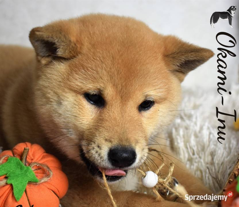 Szczenięta ShibaInu piesek z doskonałym