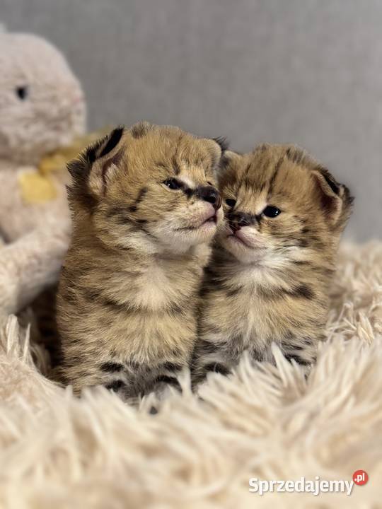 Serwal Afrykański Serval karmiony butelką Zwierzęta Czerwionka-Leszczyny