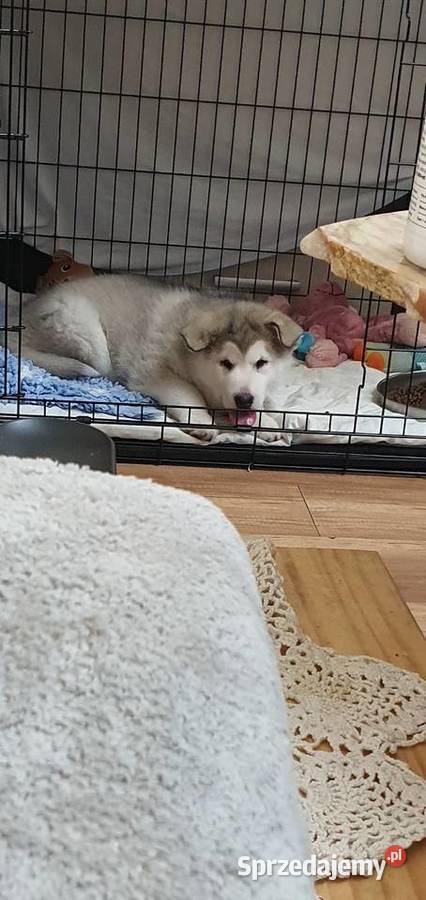Wyjątkowa Alaskan Malamut szczeniak Nowa Sól