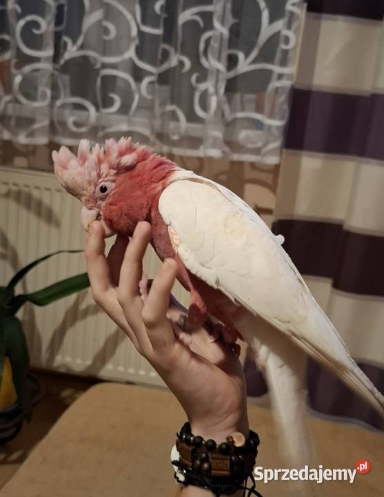 Kakadu różowe lutino samiec małopolskie Chyżne