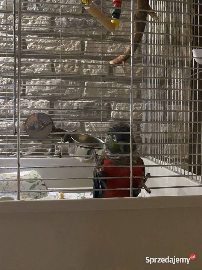 Papuga rudosterka czerwonobrzucha Kobiór sprzedam