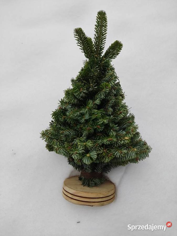 Choinki plecionezwykle naturalne jemioła stroiki świętokrzyskie Brody