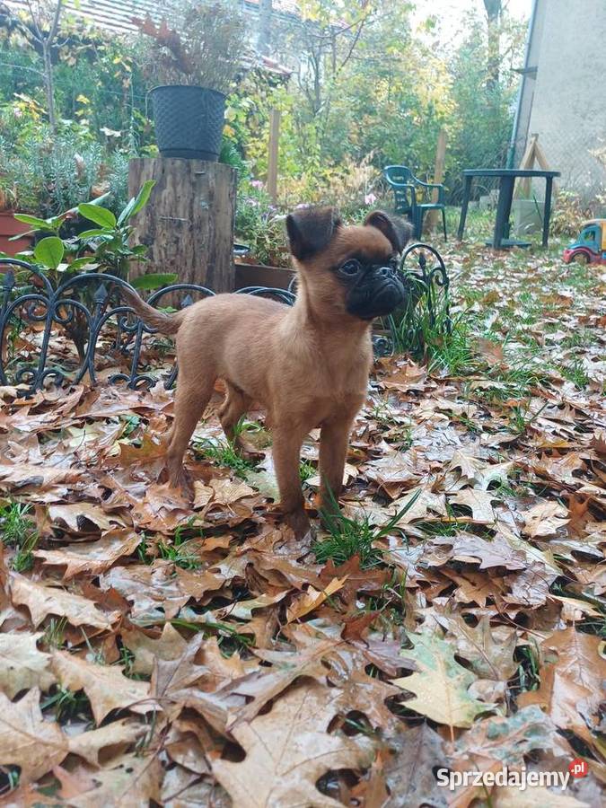 Gryfonik Brabancki Brabant dolnośląskie Jelenia Góra