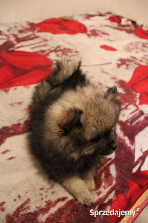 Szpic miniaturowy pomeranian nietypowy kolor Szpic miniaturowy Kaliska