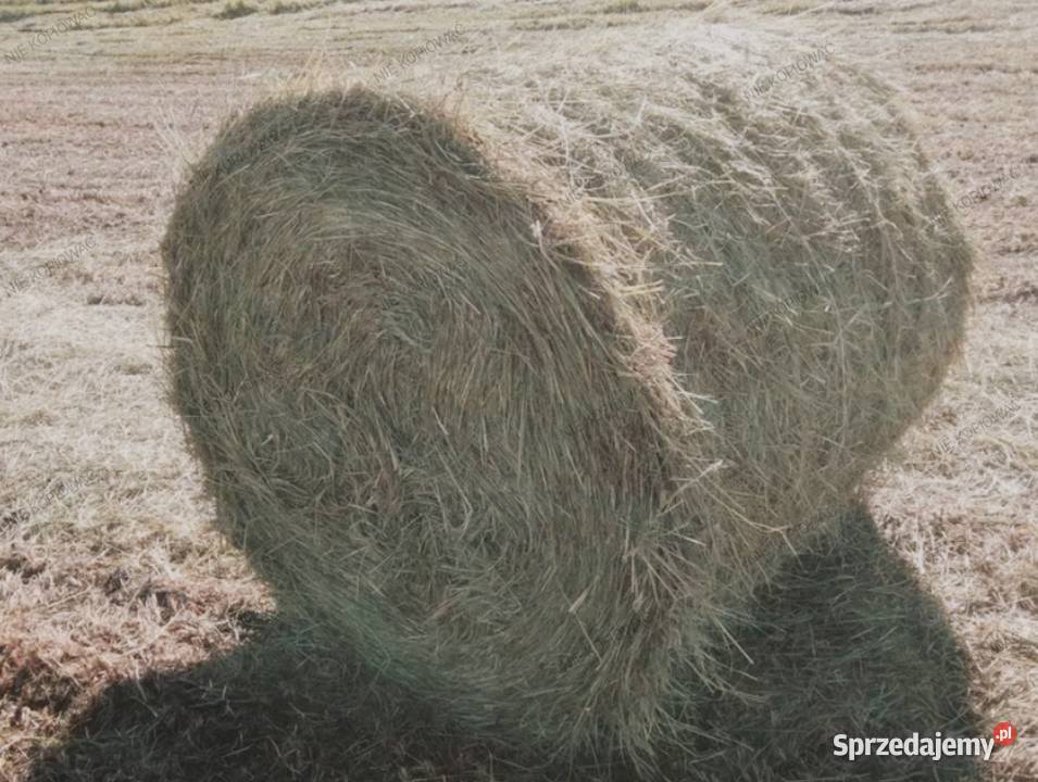 Siano bele bale transport Wola Radziszowska sprzedam