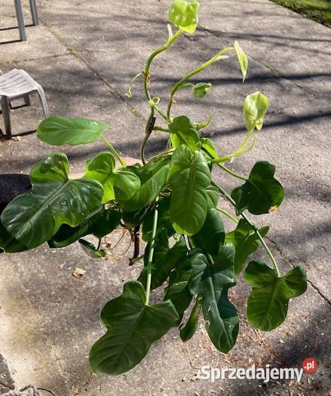 Mniejszy zestaw Philodendron filodendron Zielone Kraków sprzedam