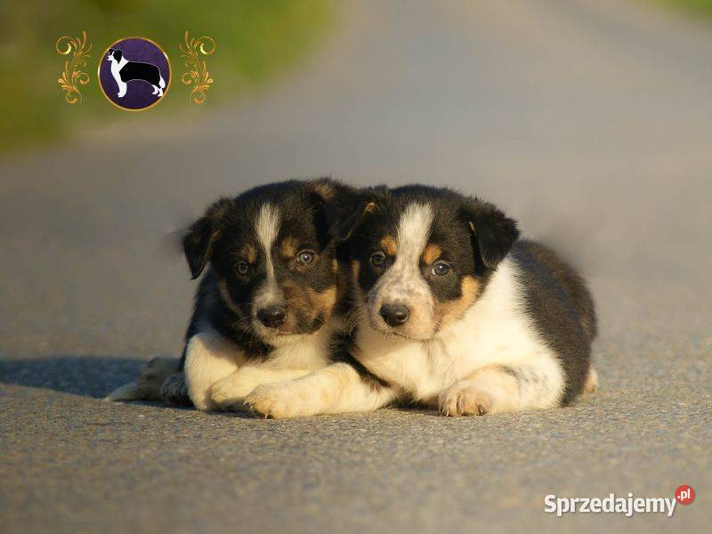 Border Collie Krótkowłose MEGA Pochodzenie FCI Jasienica Rosielna