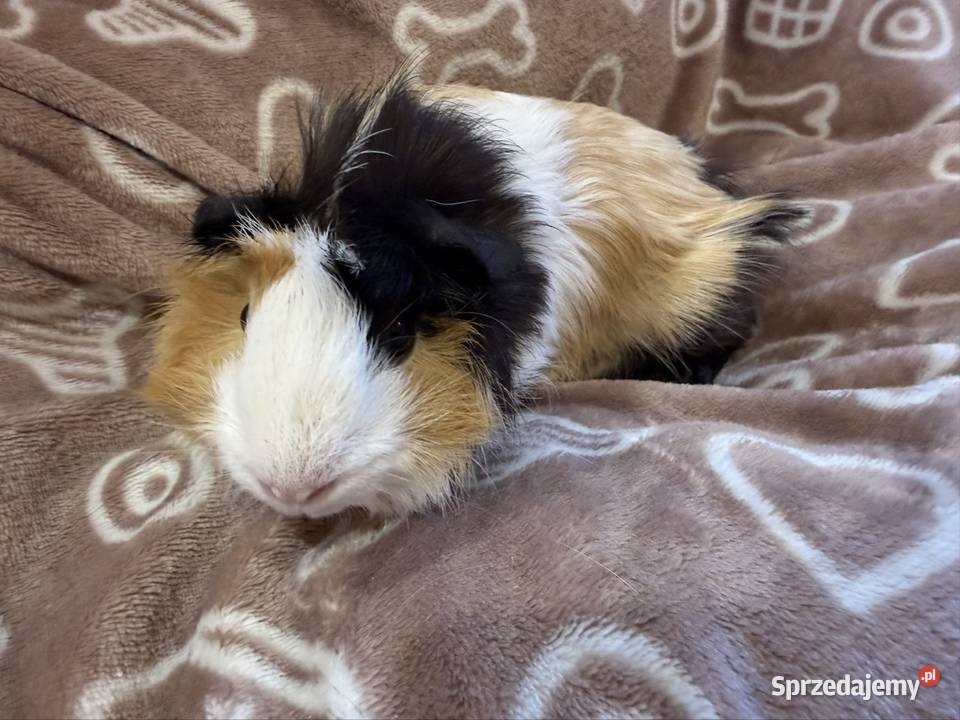 świnka morska cavia domowa SAMICA małopolskie Koszyce Wielkie